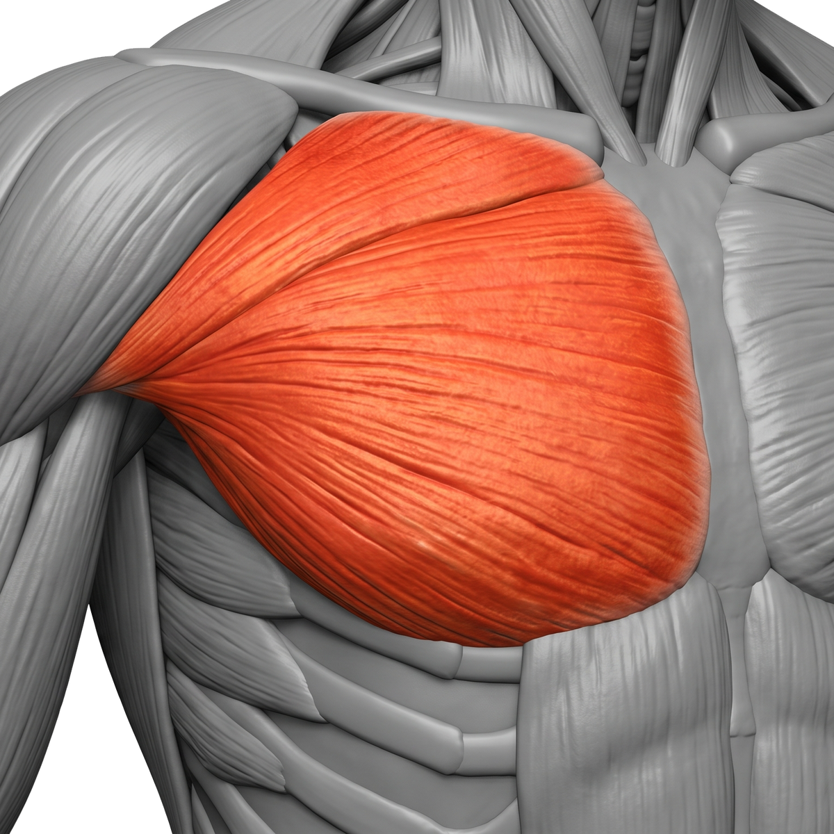 CHEST