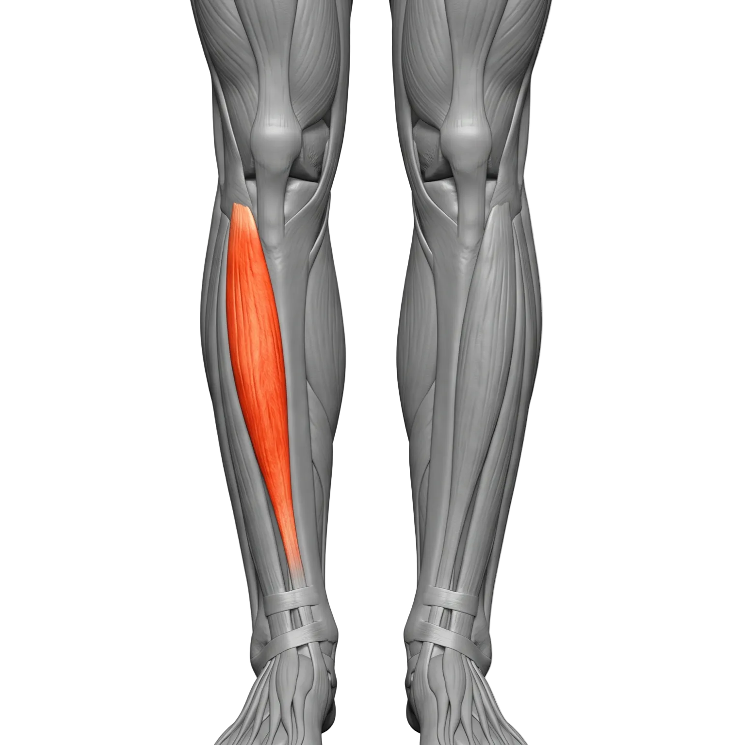 TIBIAL