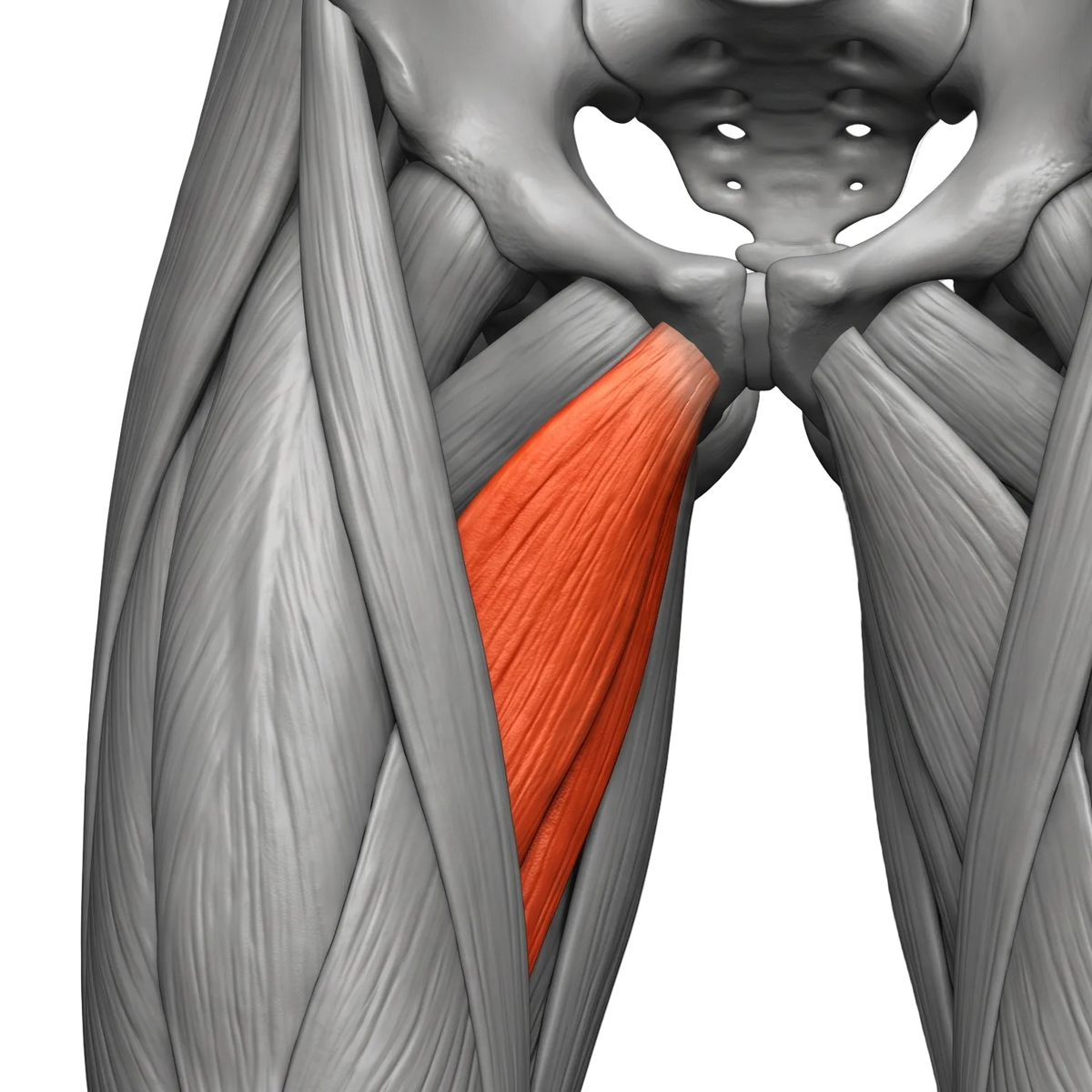 ADDUCTOR