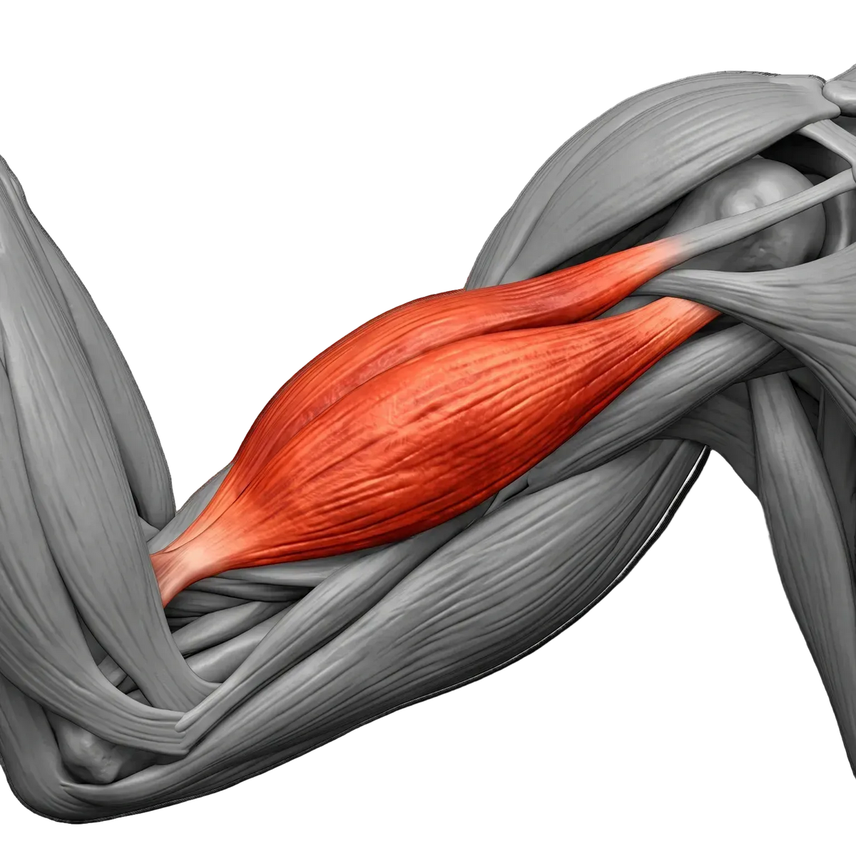 BICEP