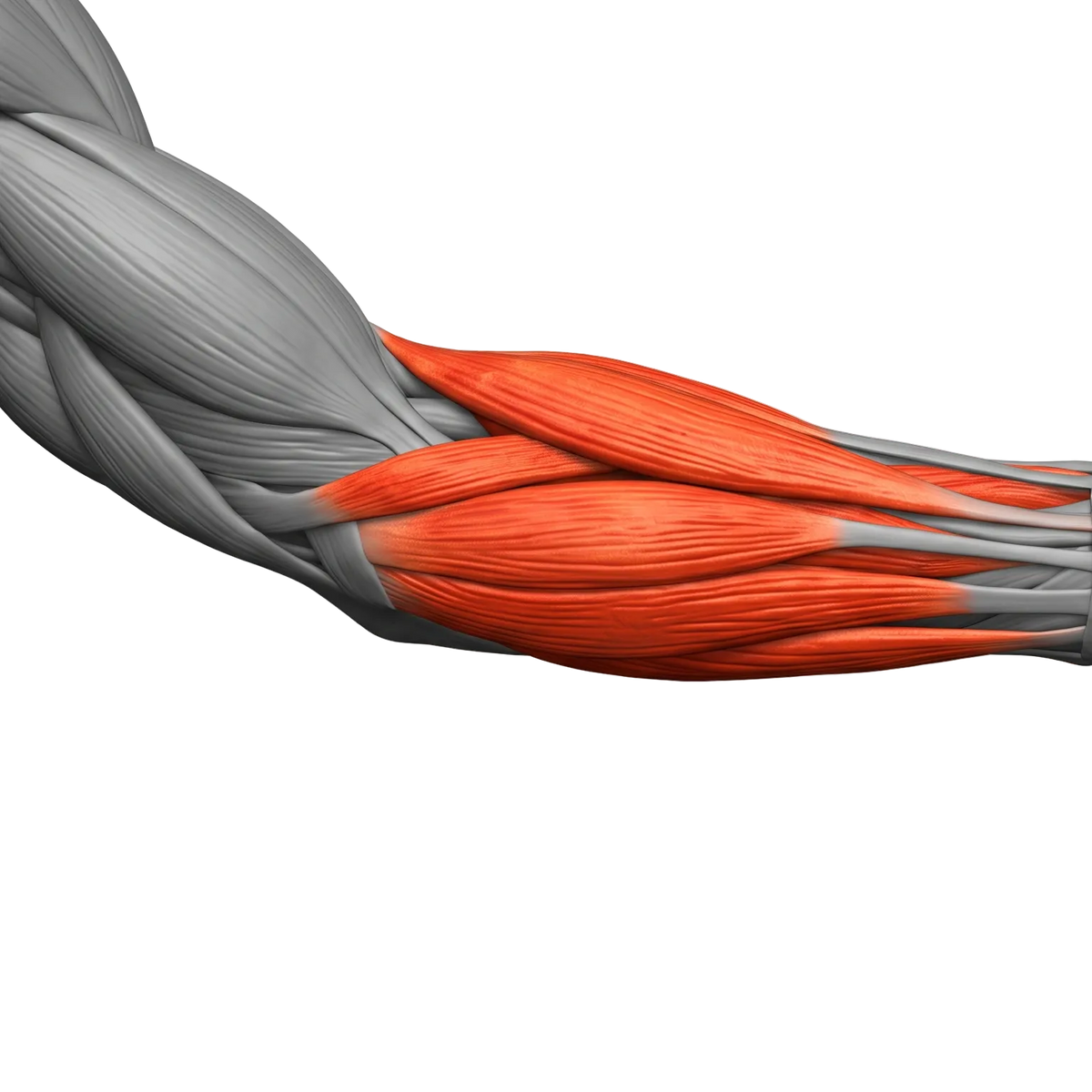 FOREARMS
