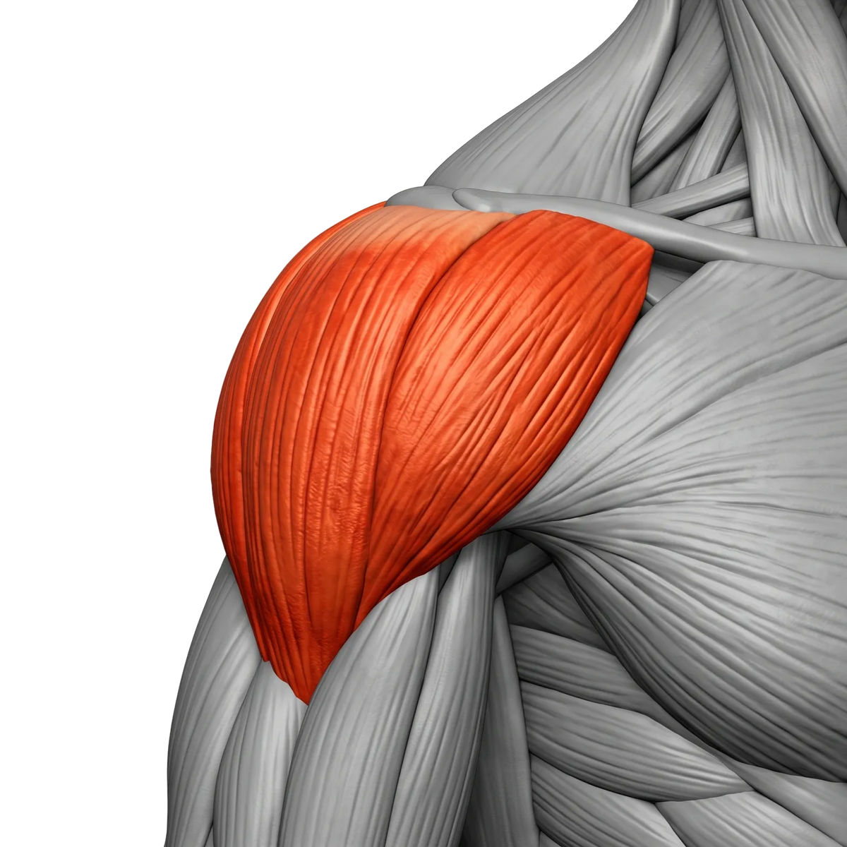 SHOULDERS