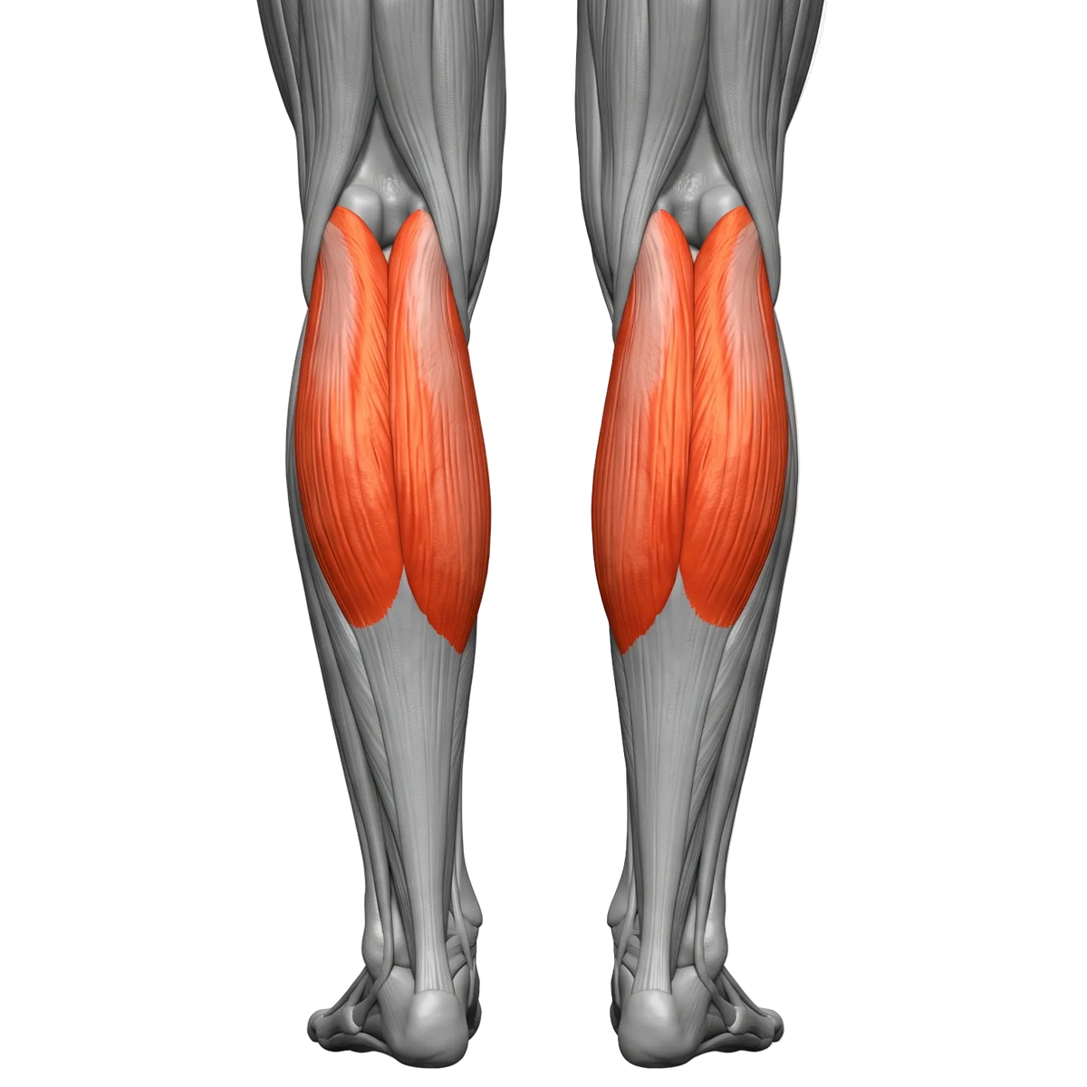 CALF