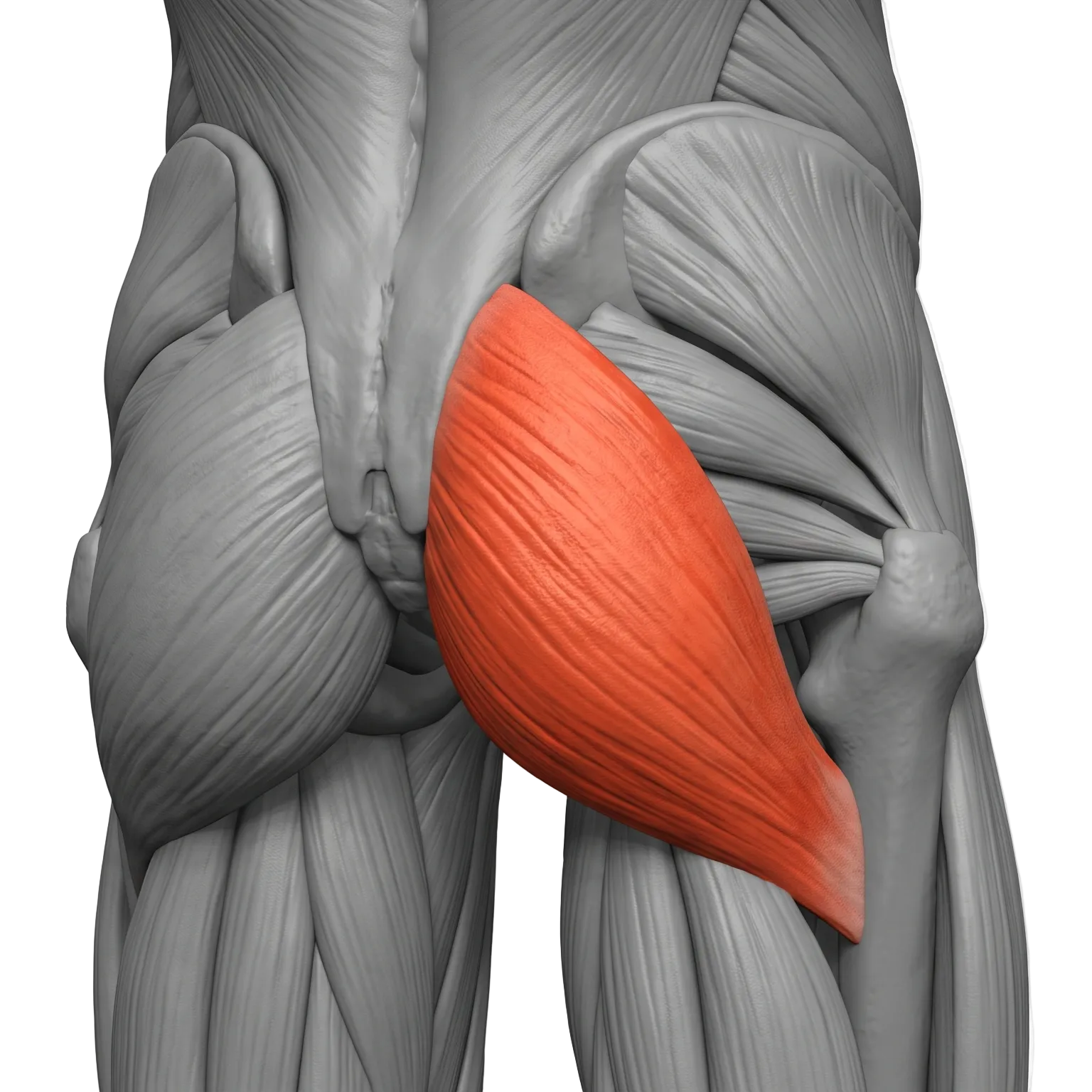 GLUTE