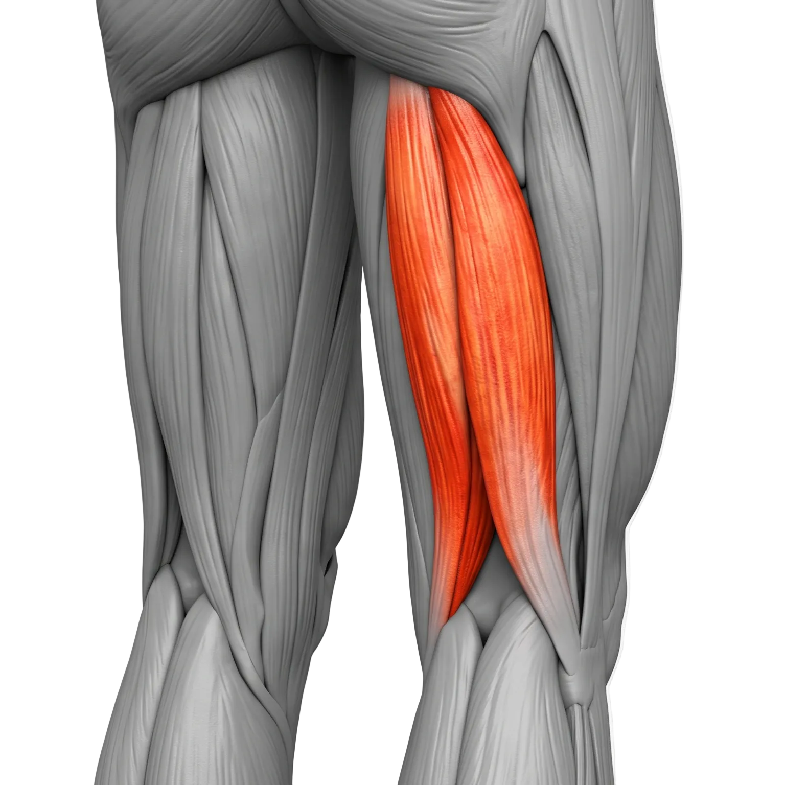 HAMSTRING