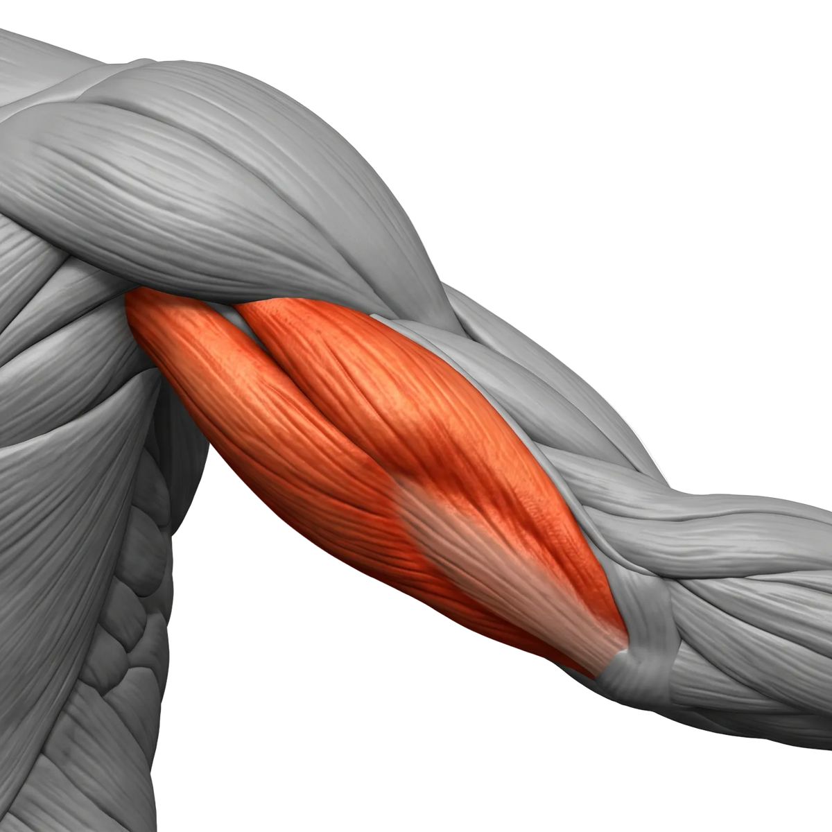 TRICEP
